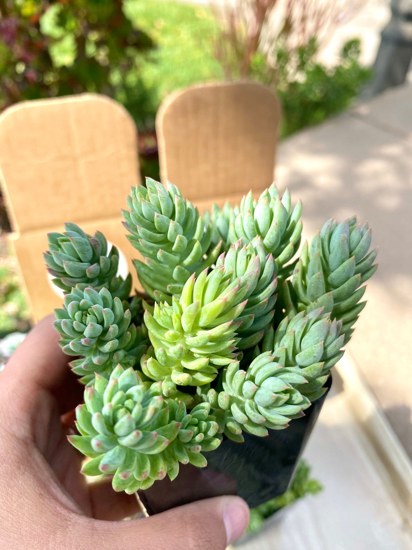 Sedum Reflexum Blue Cuttings