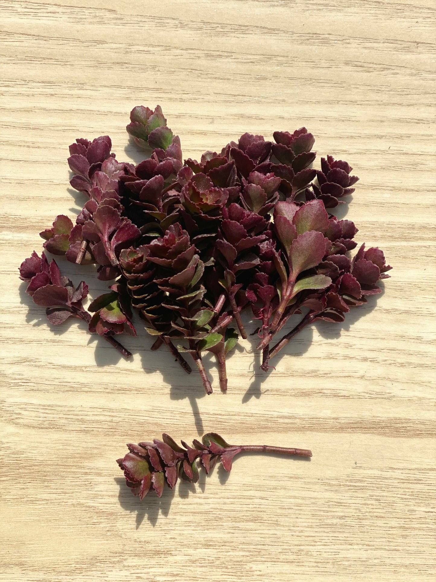 Sedum Spurium Bronze Carpet Cuttings