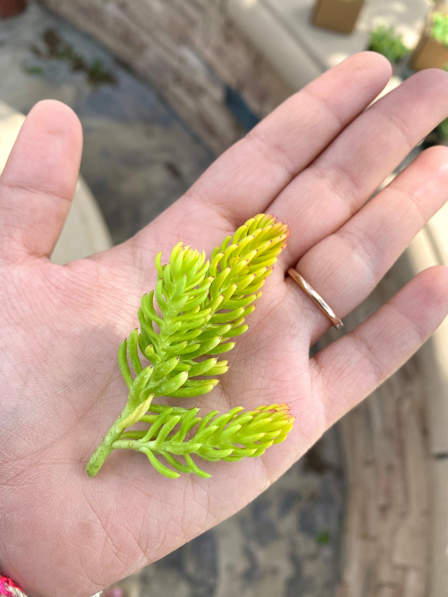 Sedum Angelina Cuttings