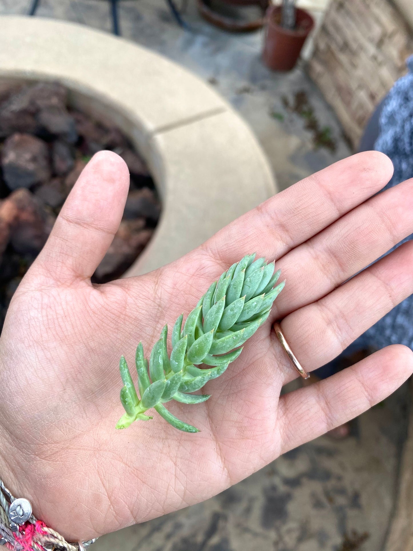Sedum Reflexum Blue Cuttings