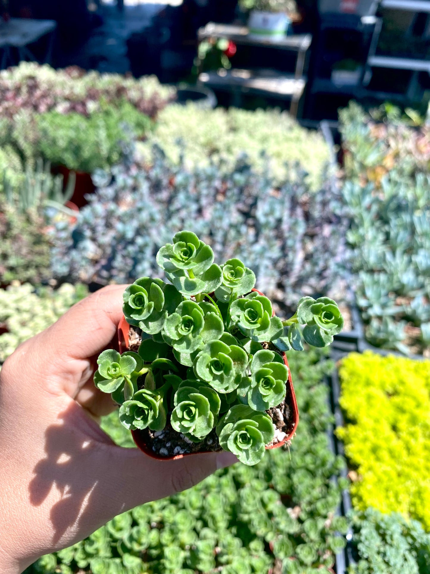 2" Sedum Spurium John Creech