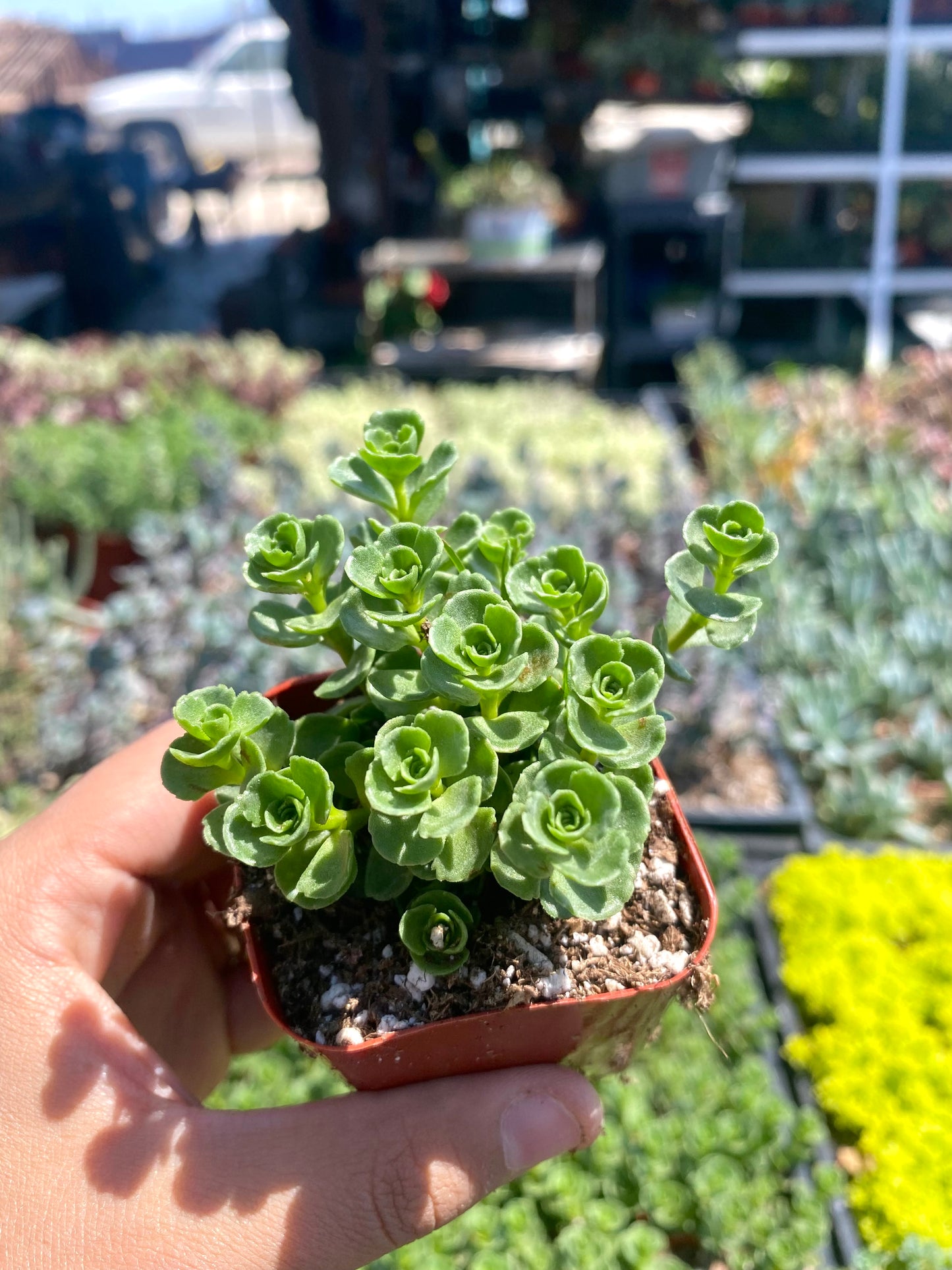 2" Sedum Spurium John Creech