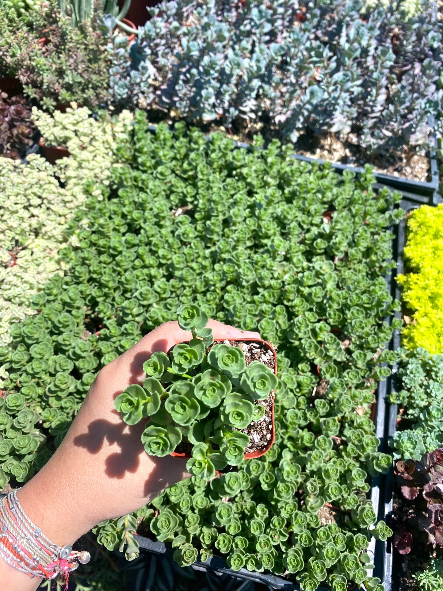 2" Sedum Spurium John Creech