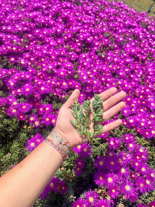 Lavender Trailing Iceplant Cuttings