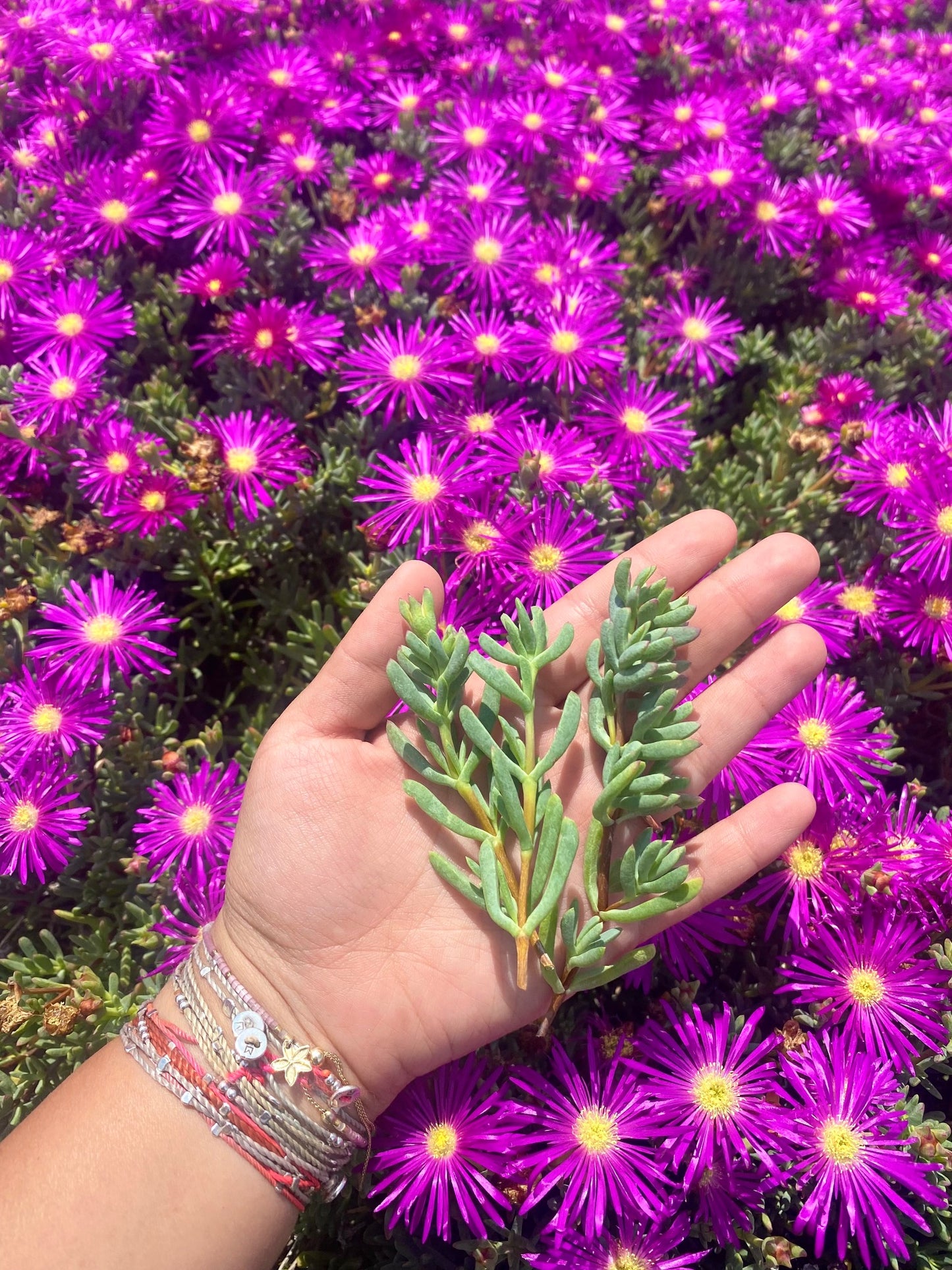 Lavender Trailing Iceplant Cuttings