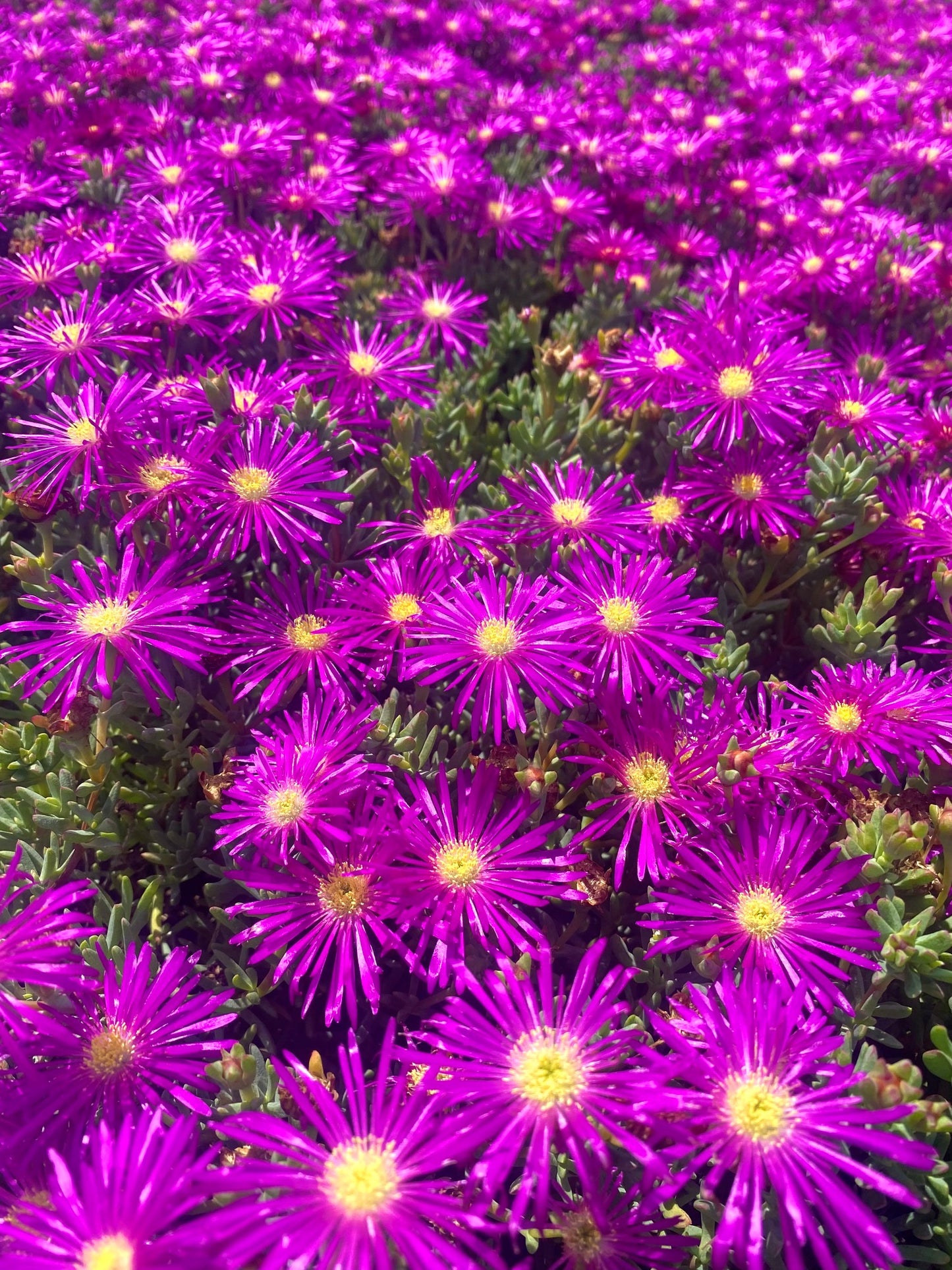 Lavender Trailing Iceplant Cuttings