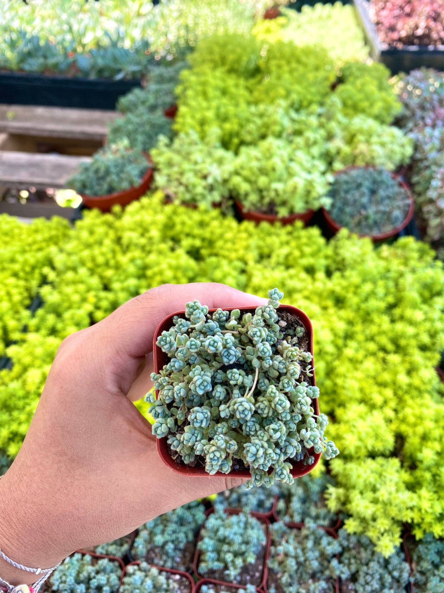 2" Sedum Hispanicum