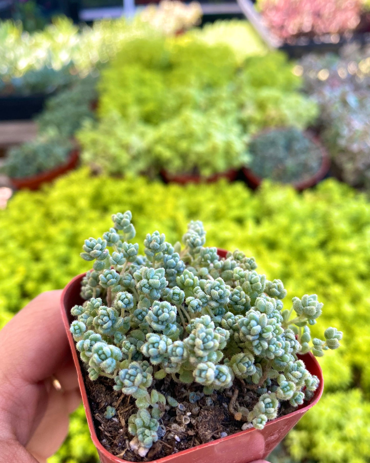 2" Sedum Hispanicum