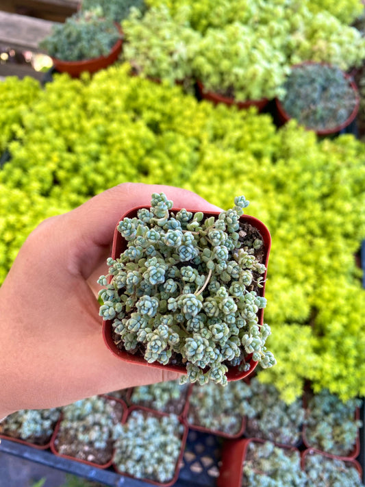 2" Sedum Hispanicum