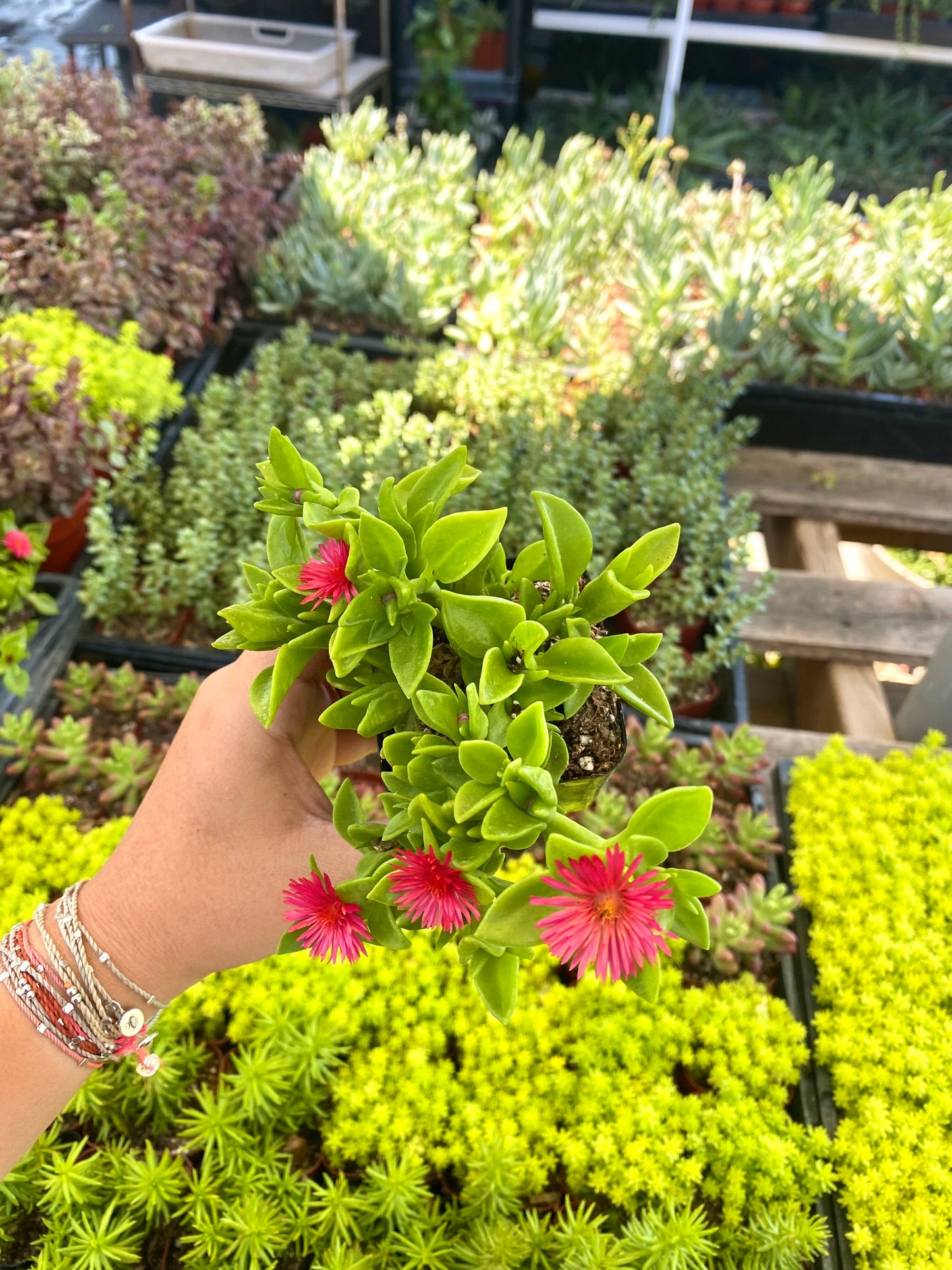 2.5" Aptenia Red Apple