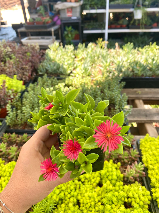 2.5" Aptenia Red Apple