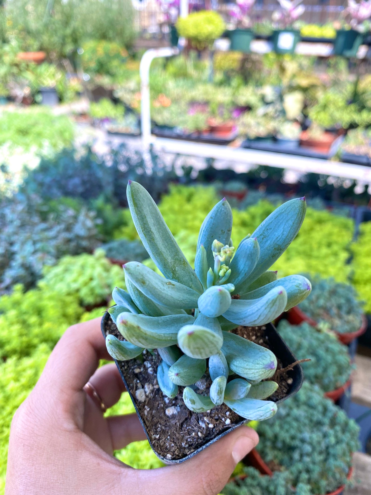 2.5" Senecio Mandraliscae