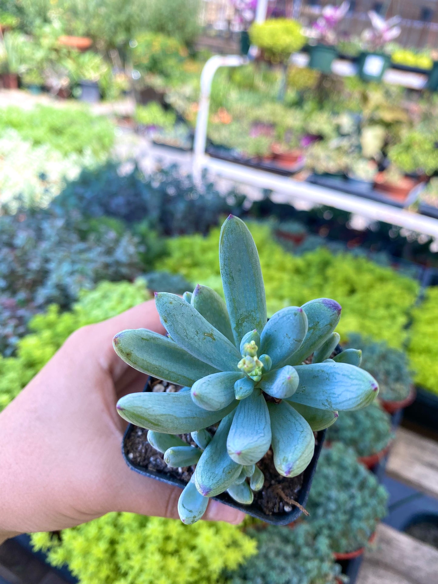 2.5" Senecio Mandraliscae