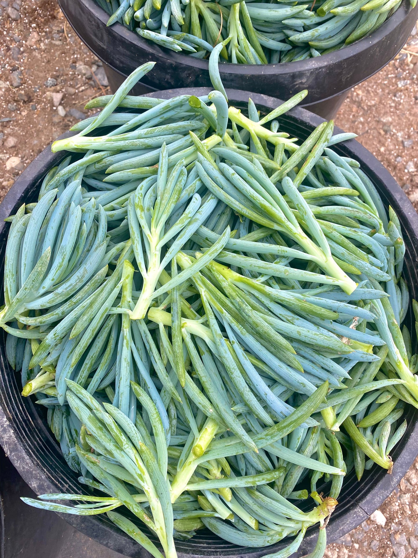 Senecio Mandraliscae Cuttings