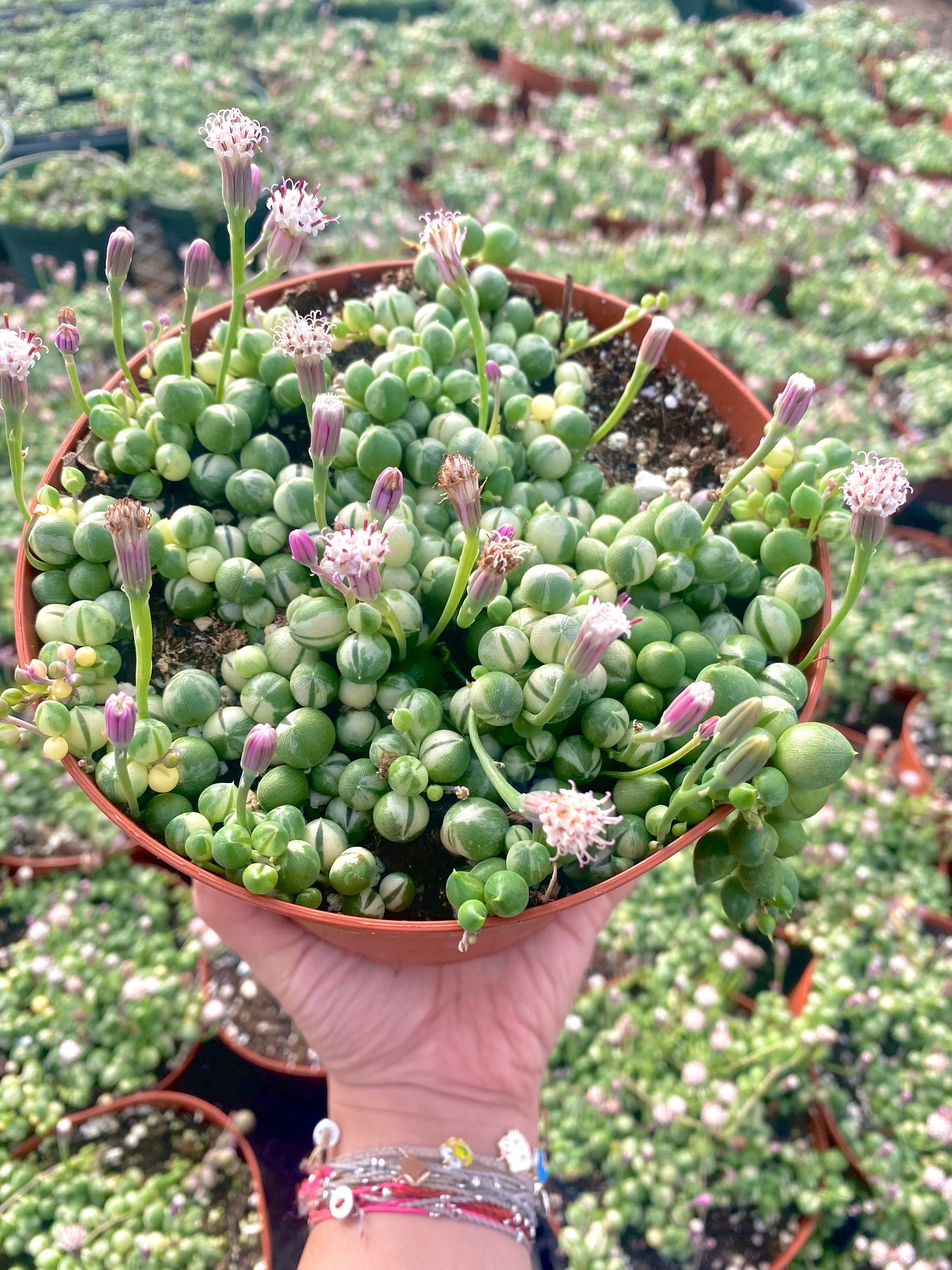 6" Variegated String of Pearls