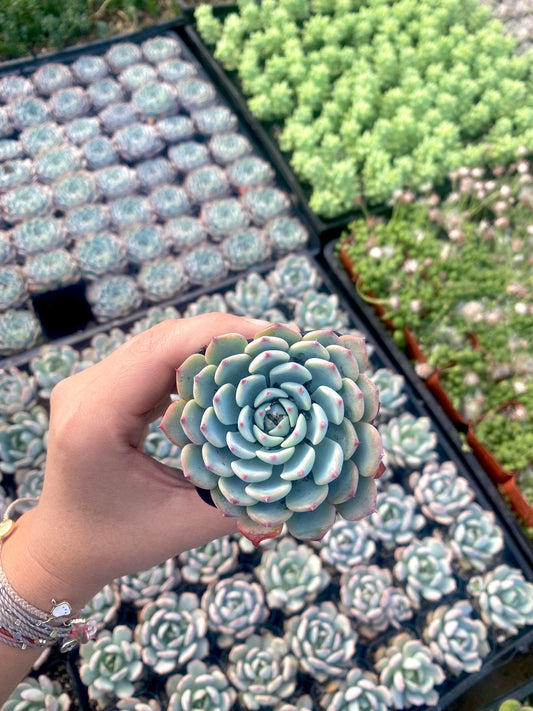 2" Echeveria Minima