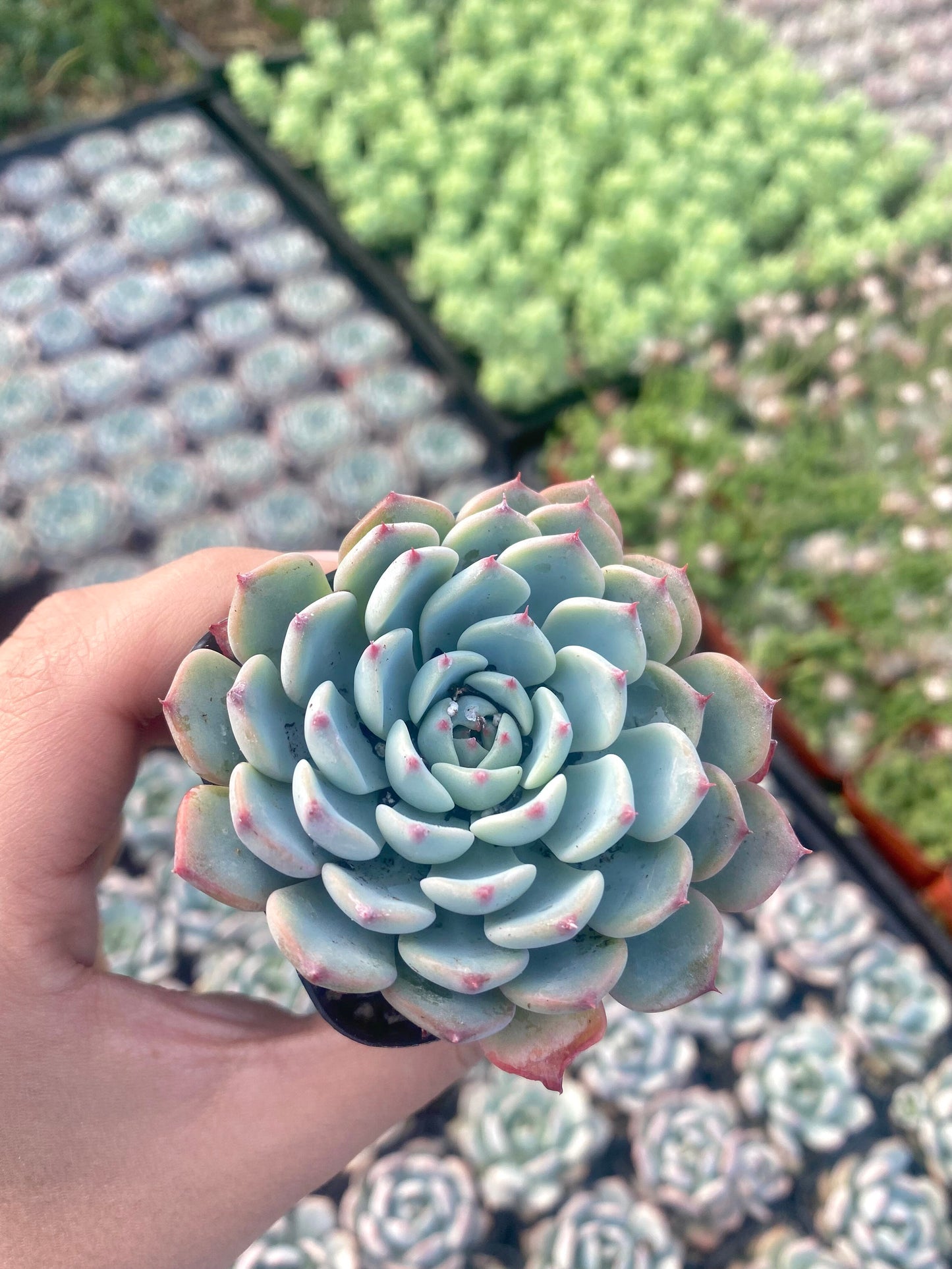 2" Echeveria Minima