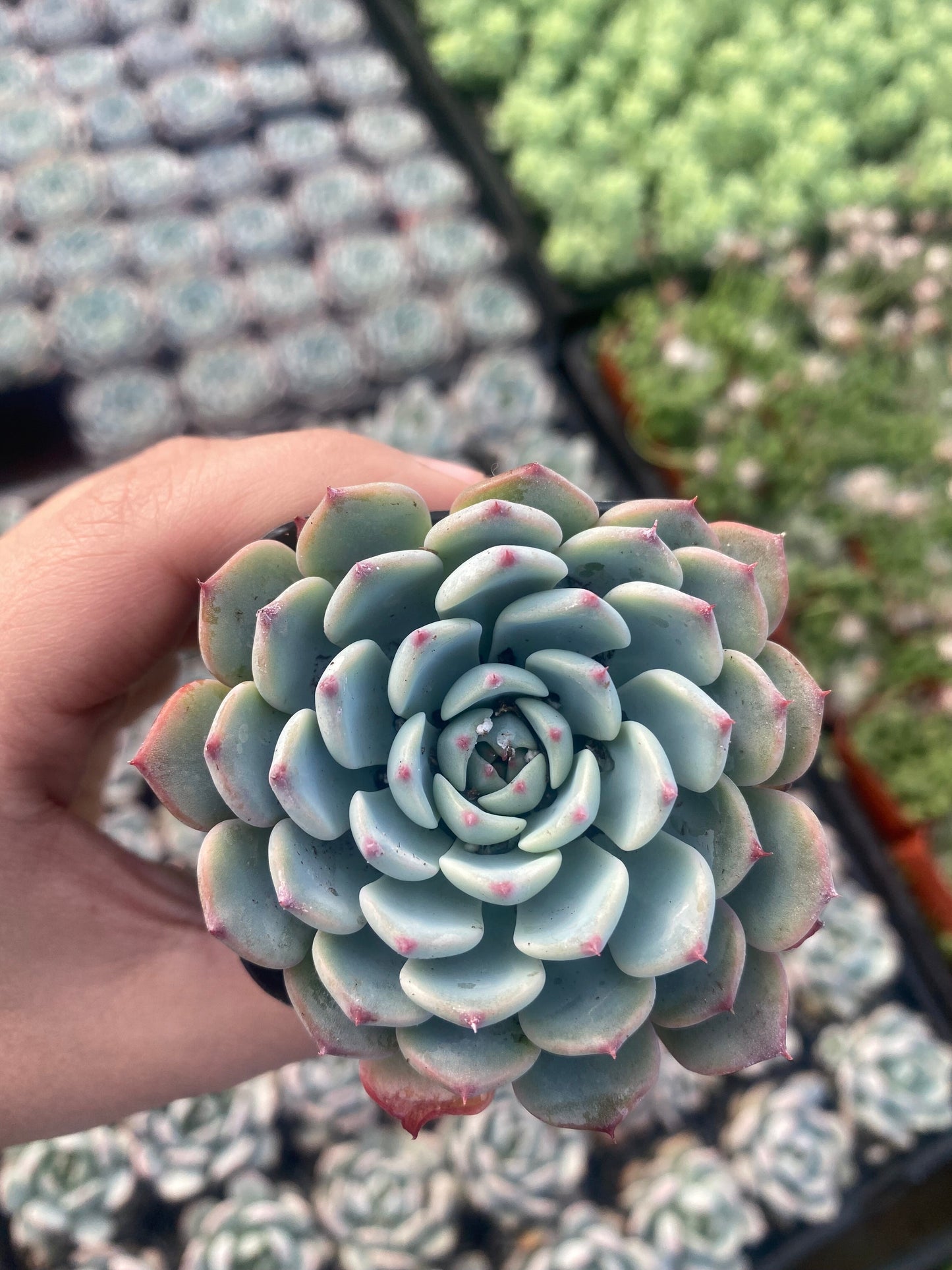 2" Echeveria Minima