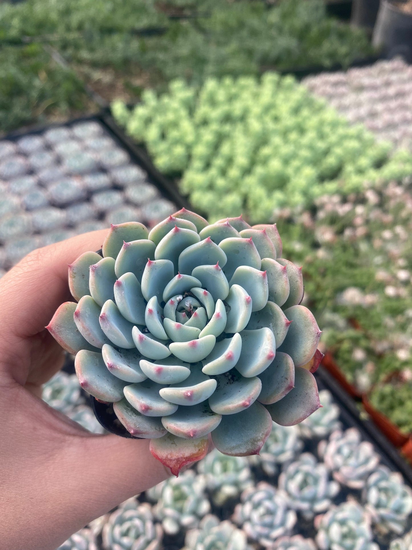 2" Echeveria Minima