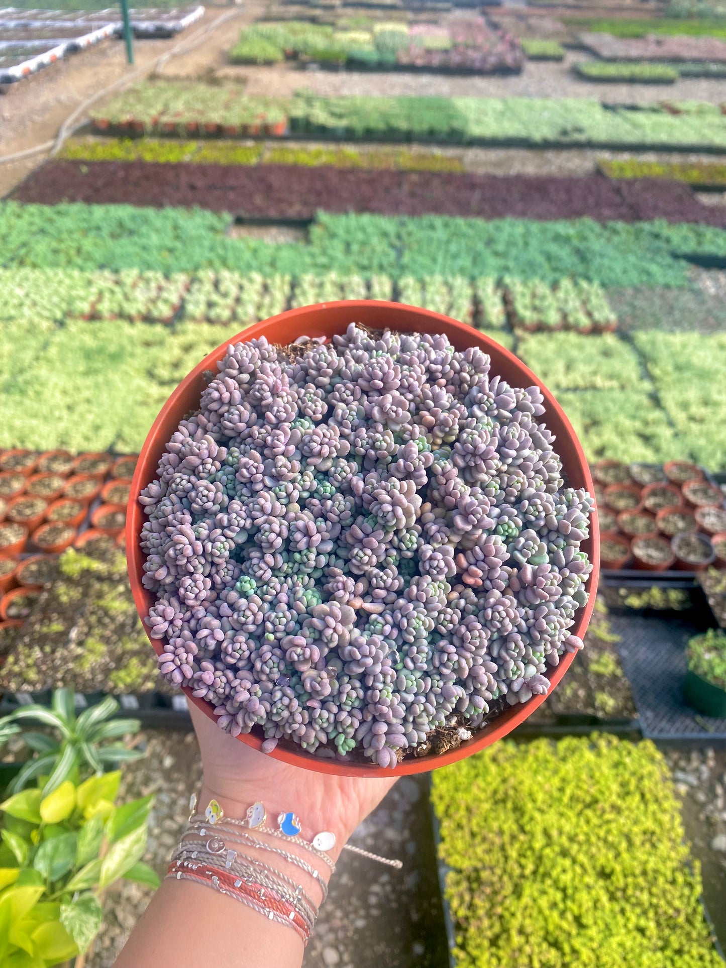 6" Sedum Dasyphyllum Minor