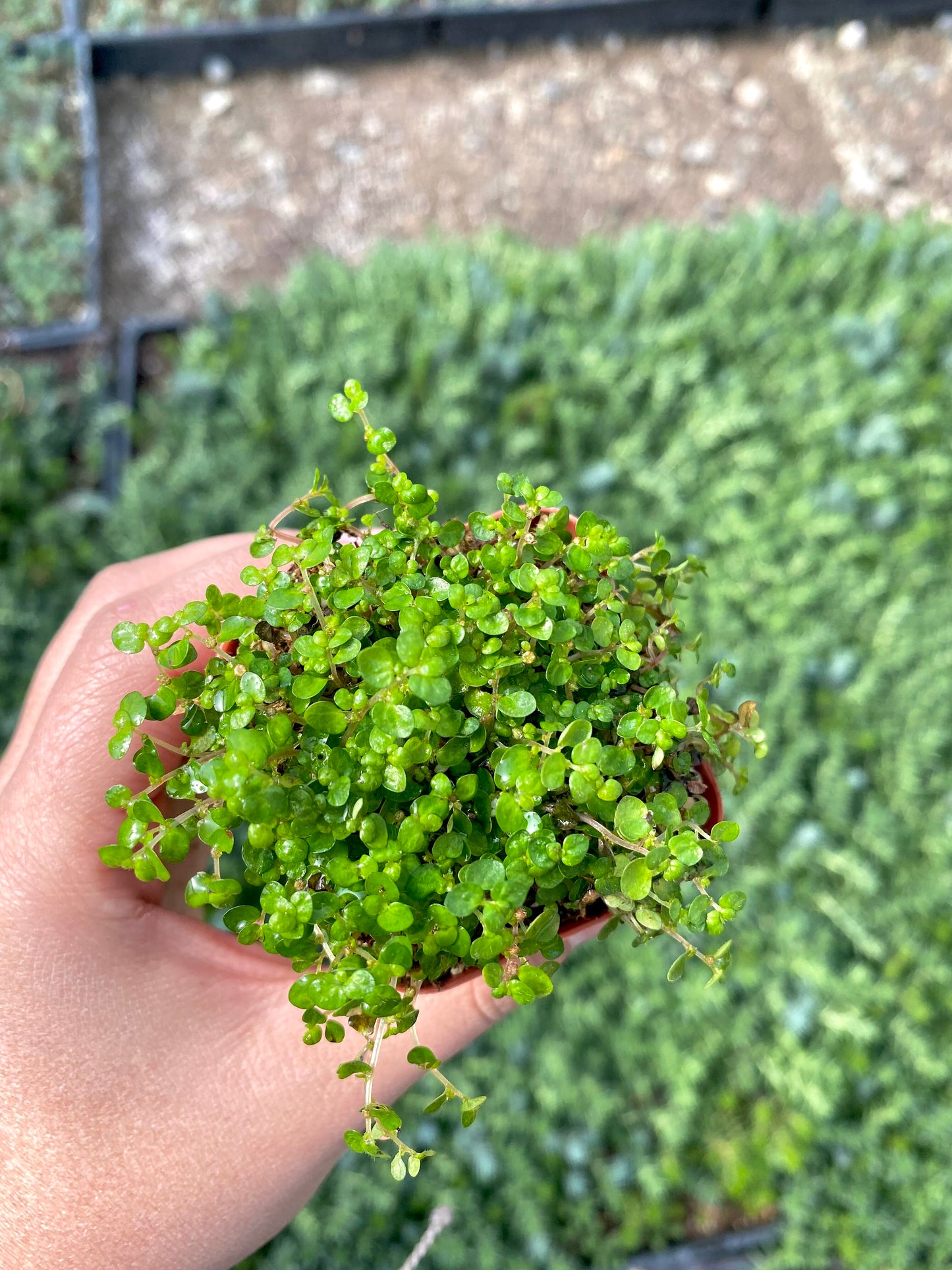 2" Baby Tears