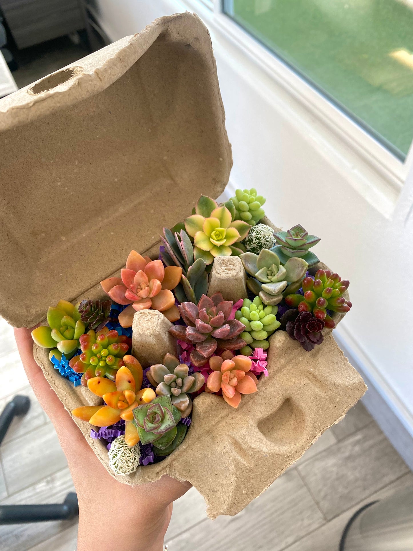 Mini Succulent Cuttings Egg Carton
