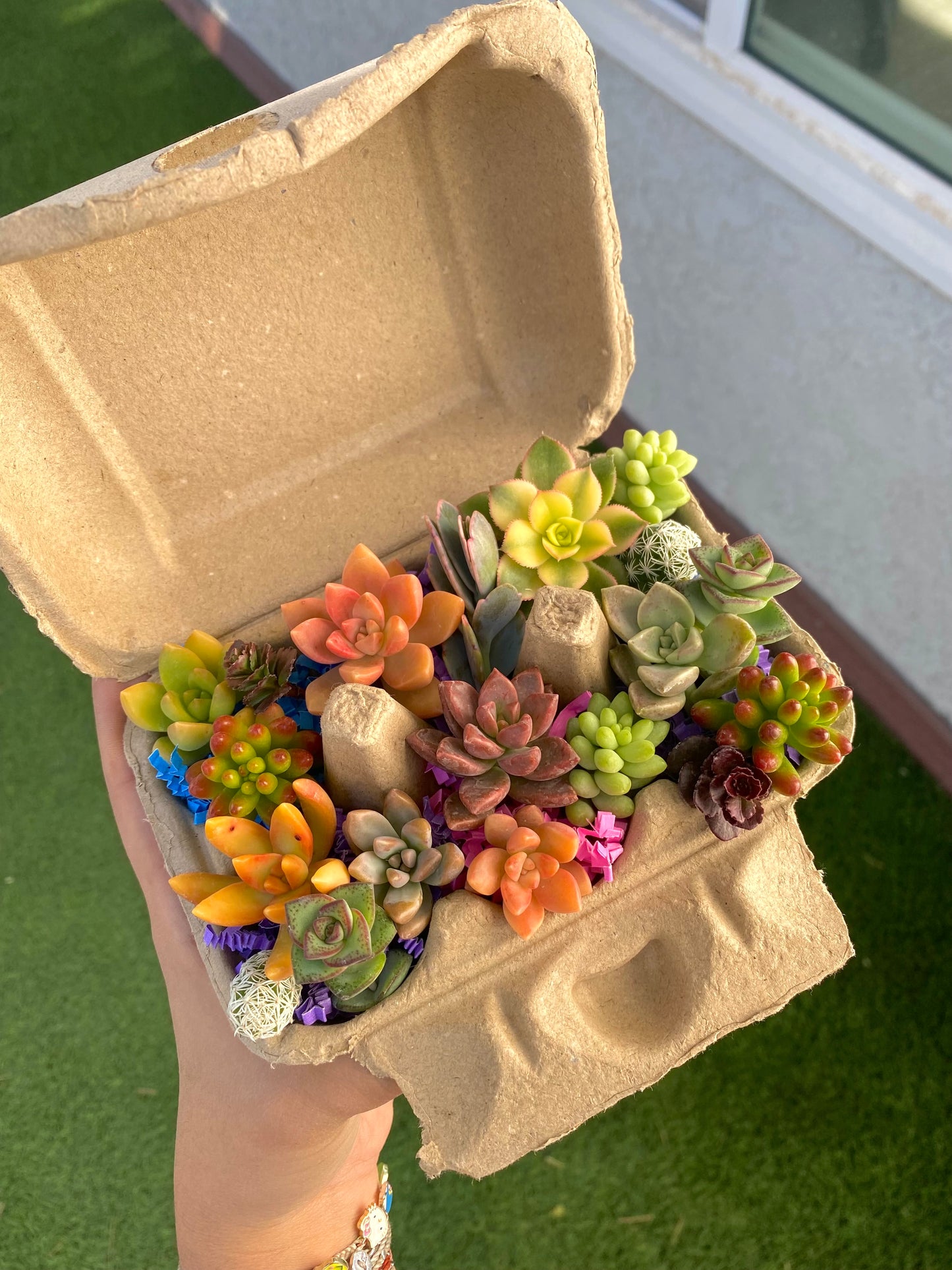 Mini Succulent Cuttings Egg Carton