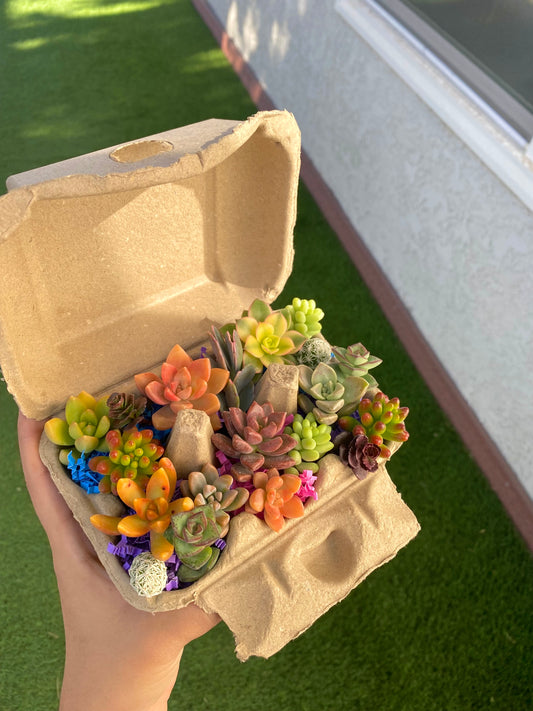 Mini Succulent Cuttings Egg Carton