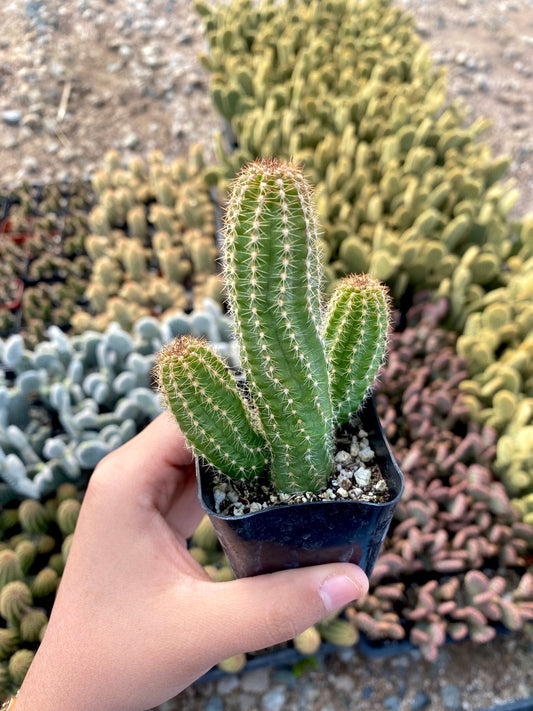 2" Torch Cactus
