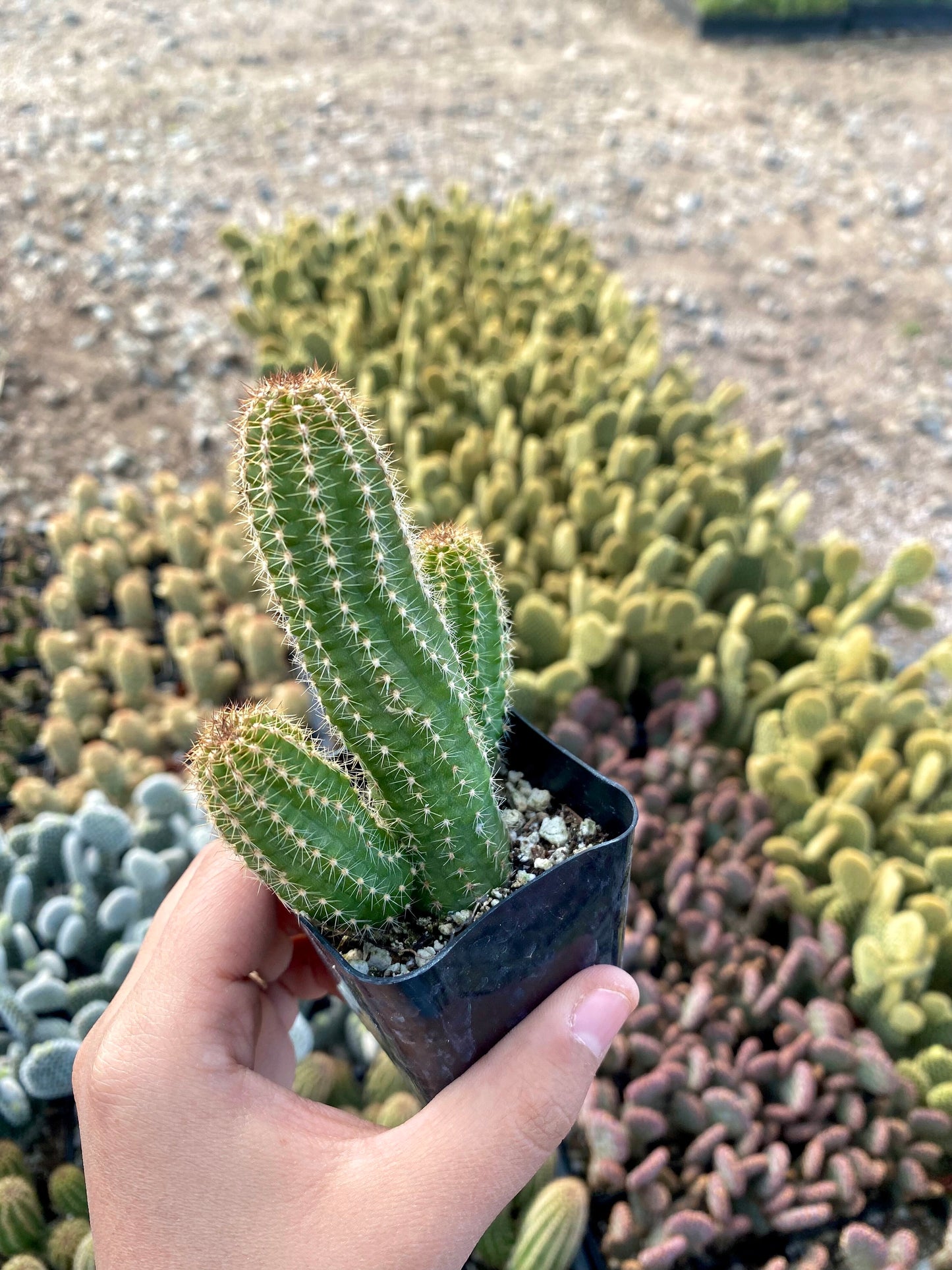 2" Torch Cactus