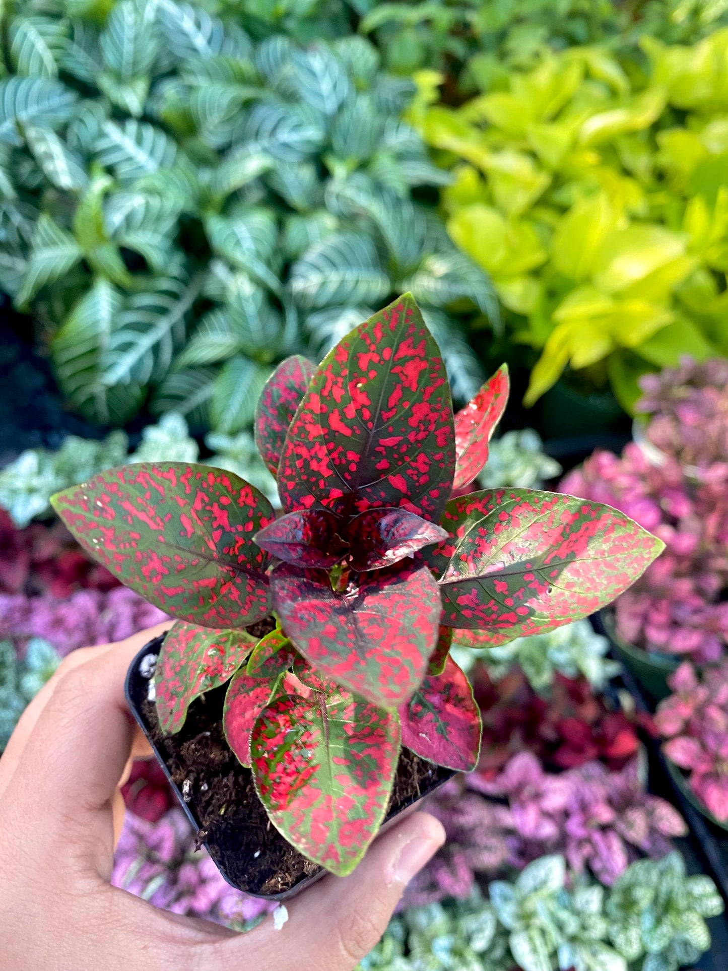 2" Red Polka Dot