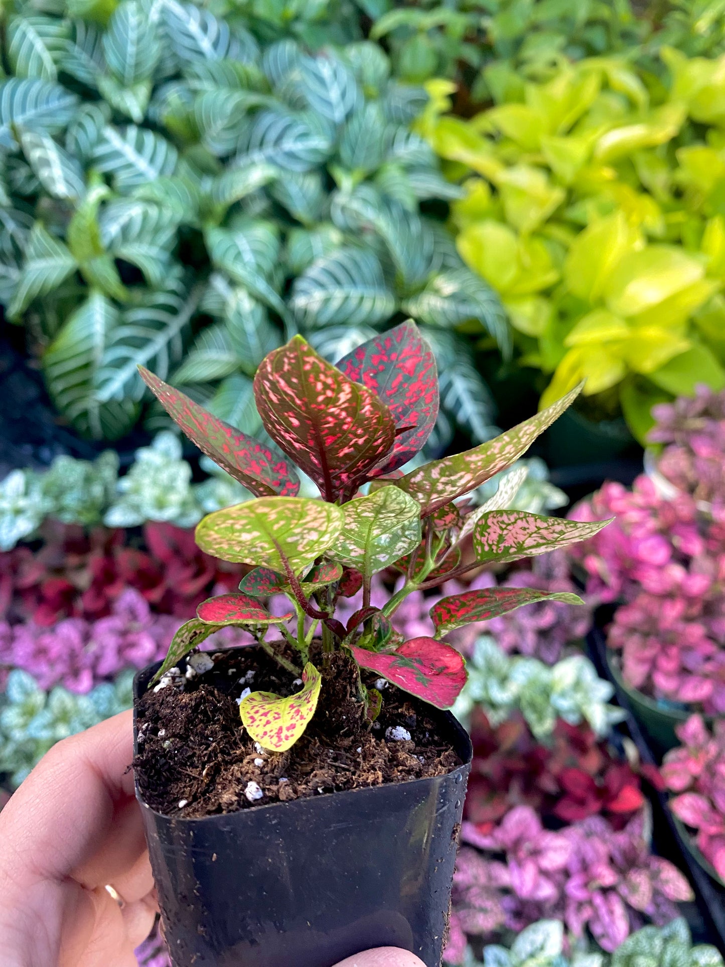 2" Red Polka Dot