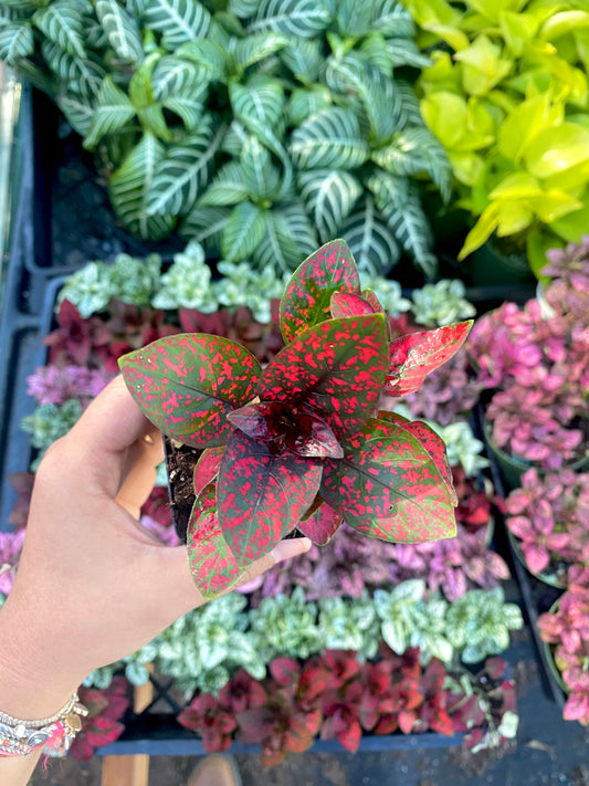 2" Red Polka Dot