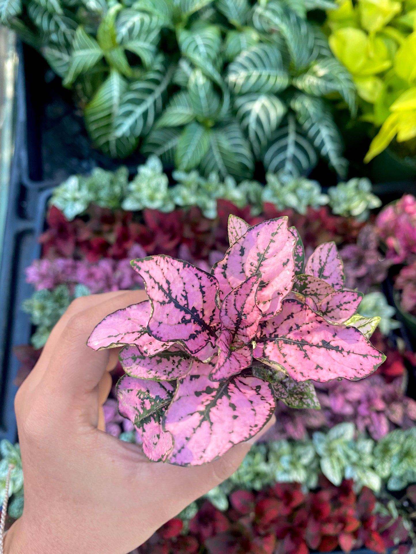 2" Pink Polka Dot