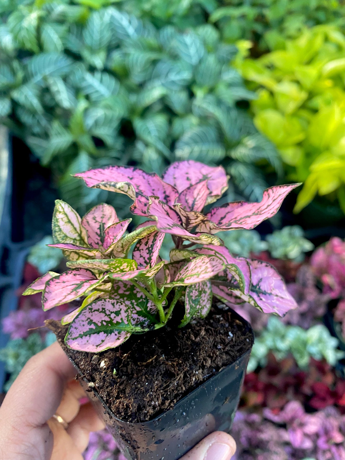 2" Pink Polka Dot