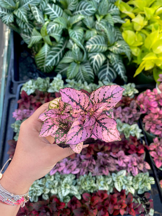2" Pink Polka Dot