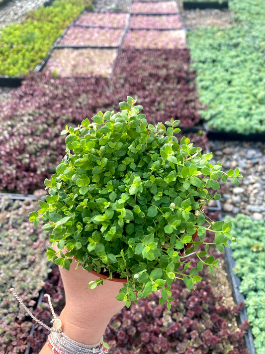 4" Isotoma