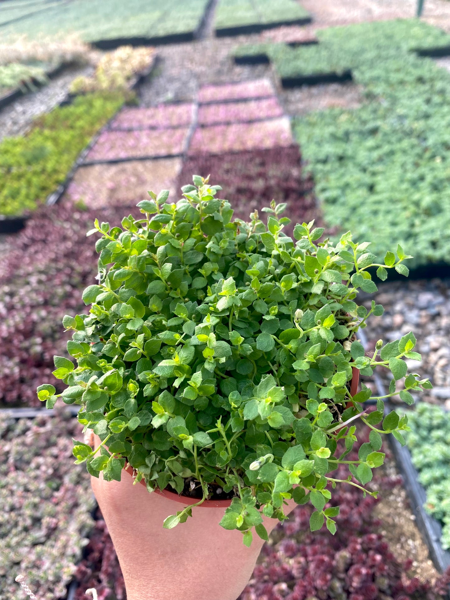 4" Isotoma