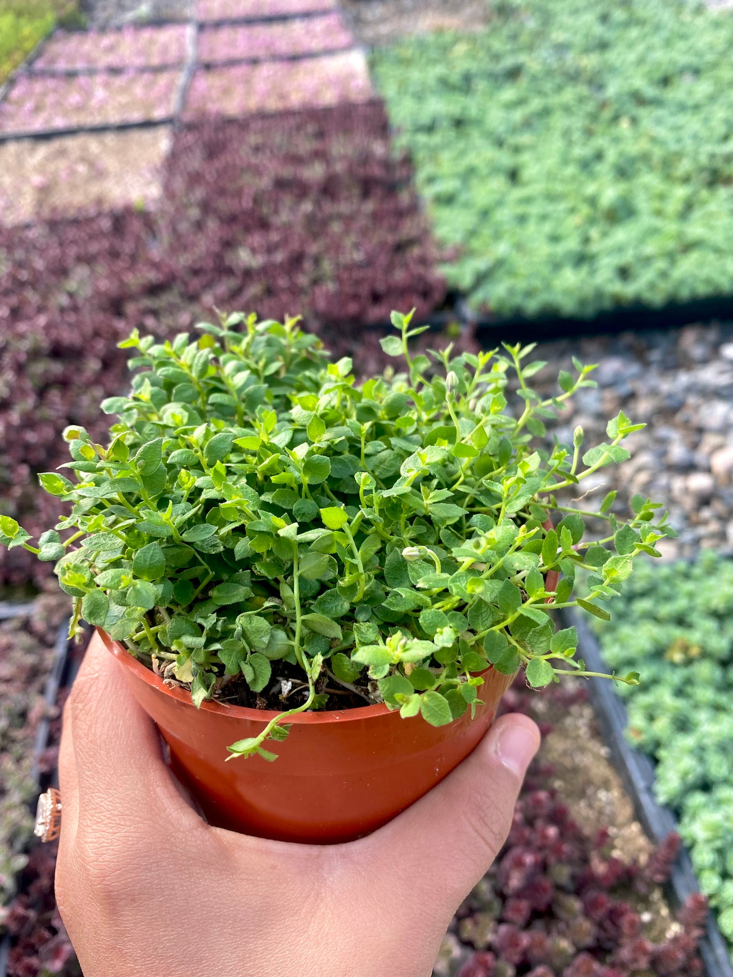 4" Isotoma