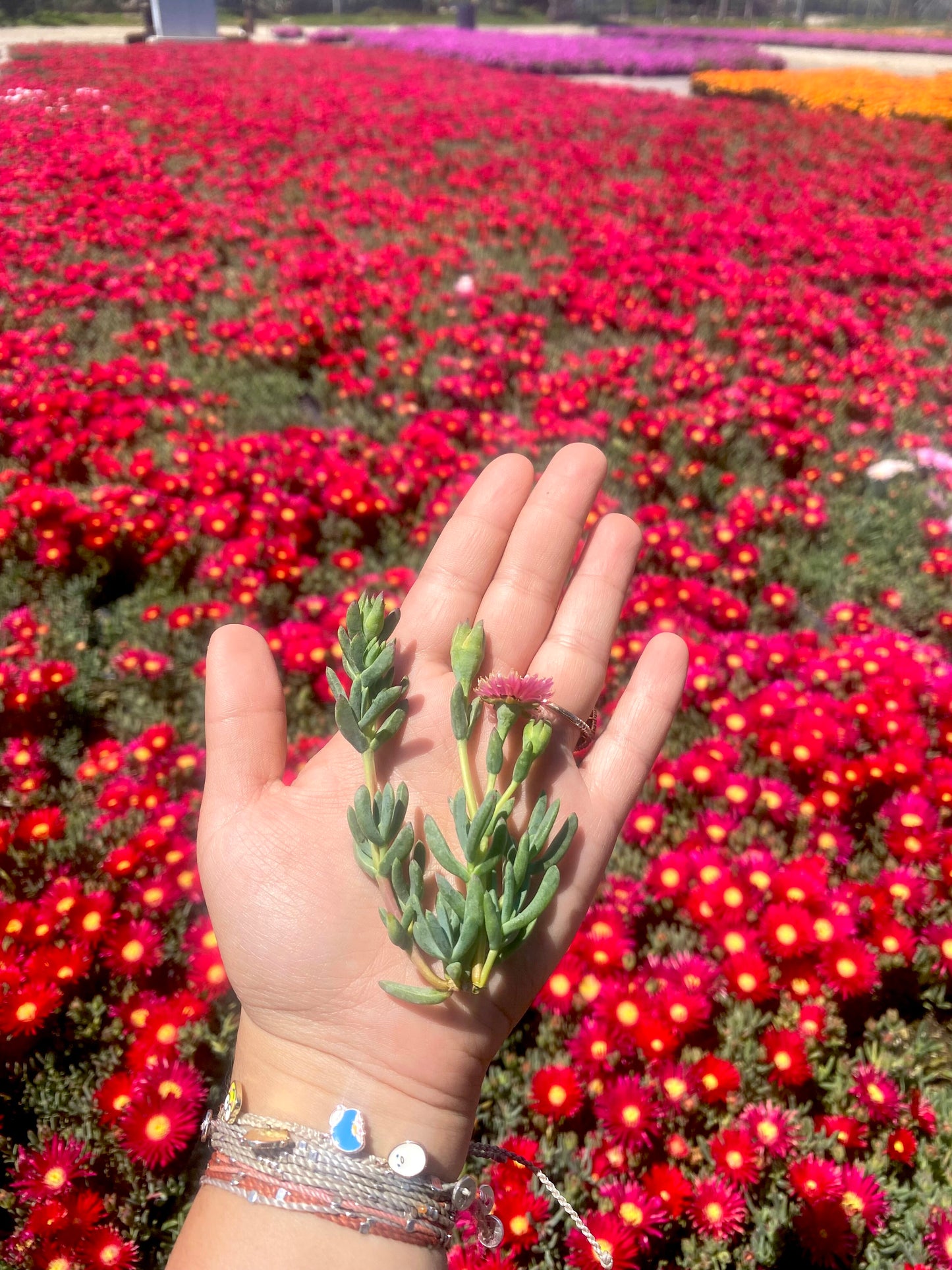 Red Trailing Iceplant Cuttings