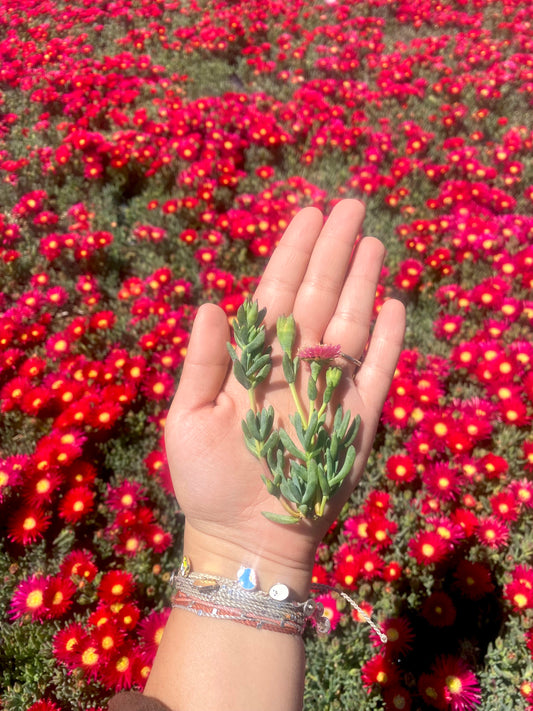 Red Trailing Iceplant Cuttings