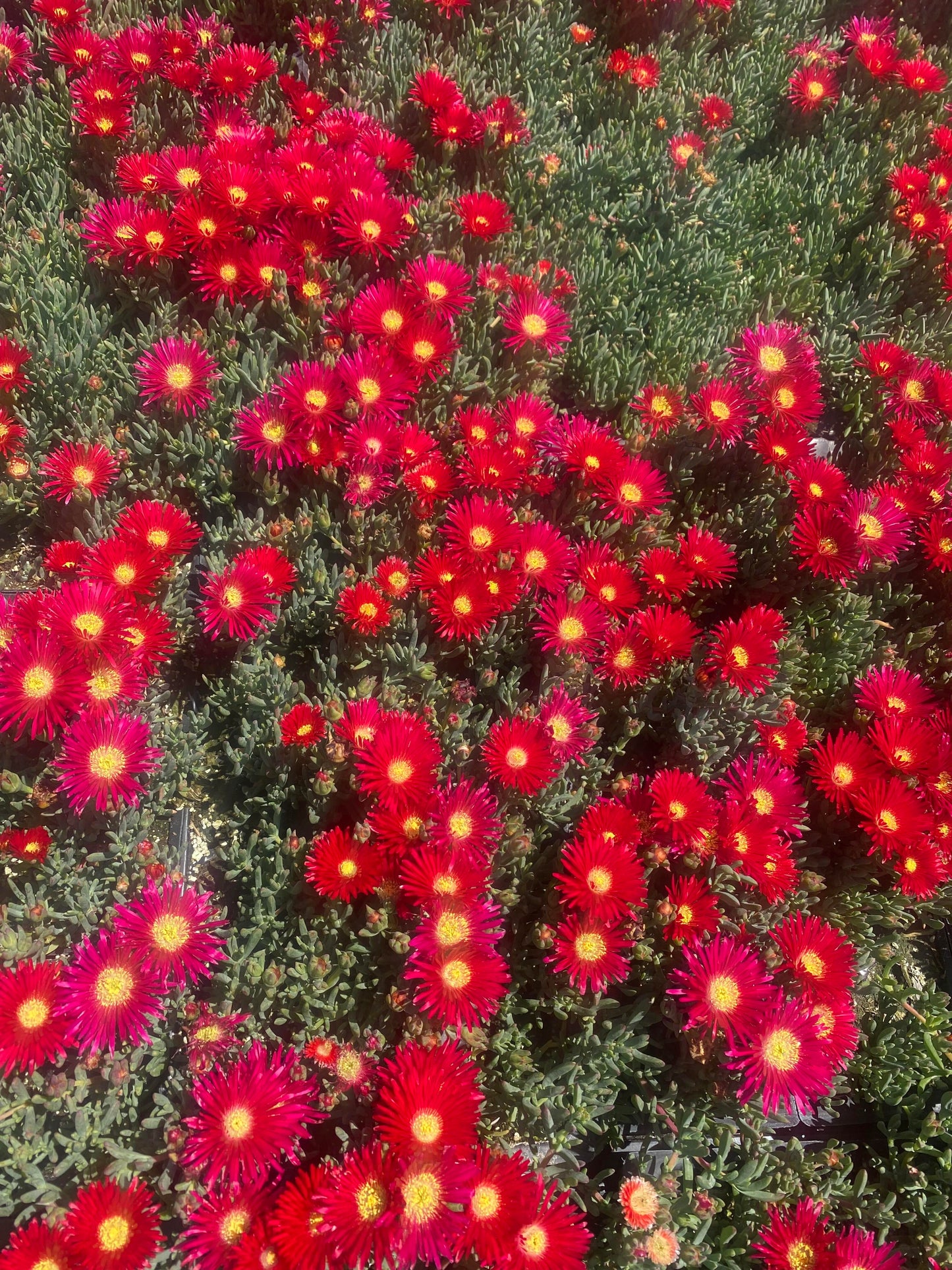 Red Trailing Iceplant Cuttings