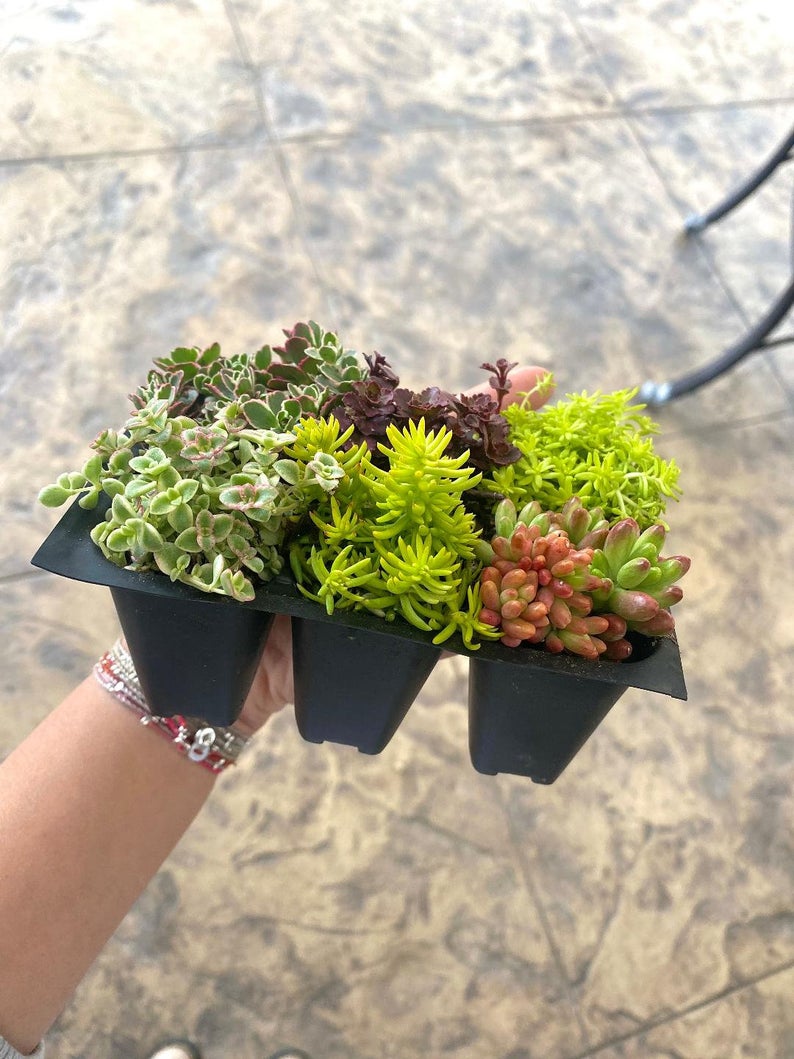 Sedum Sampler