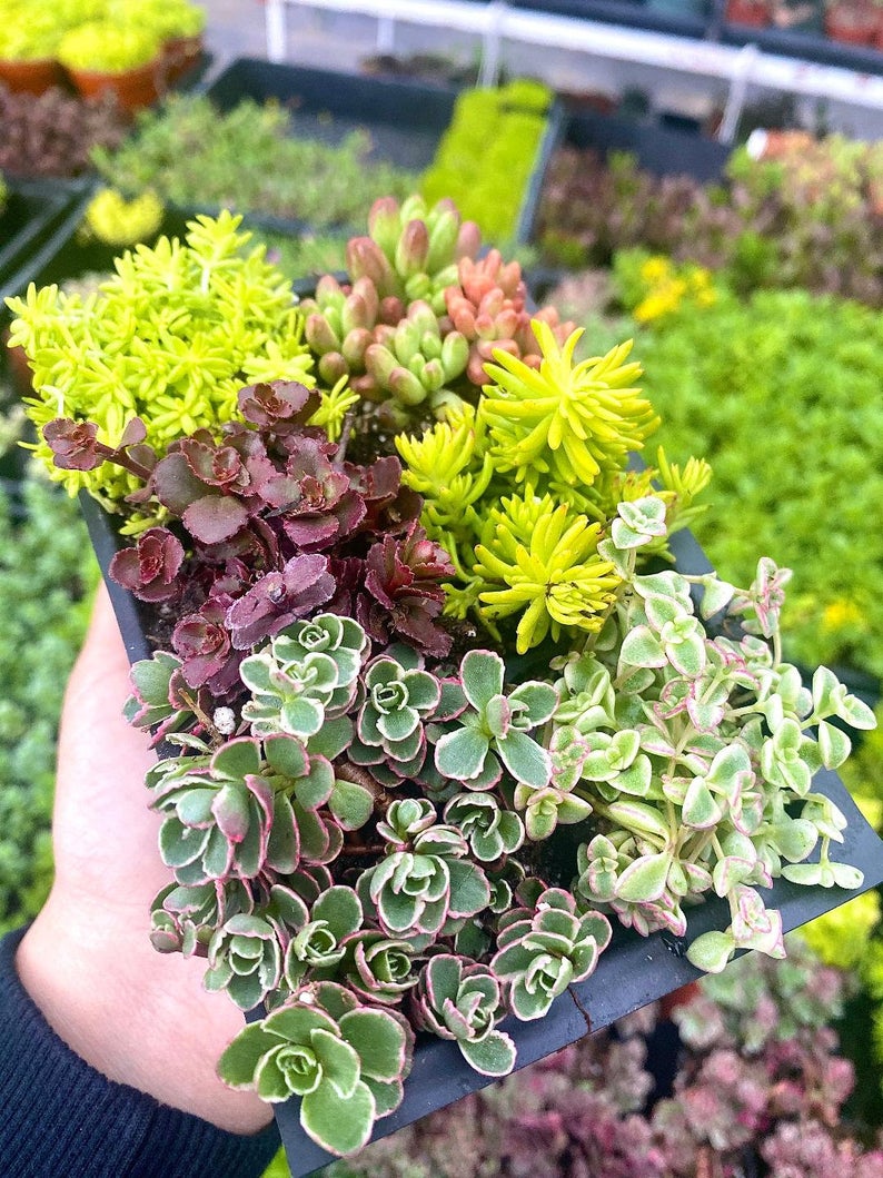 Sedum Sampler