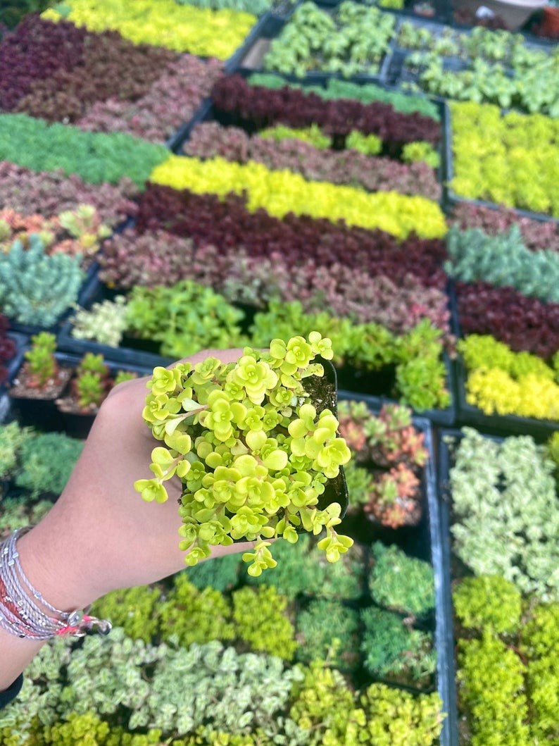 2" Sedum Ogon