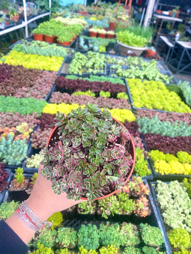 tri color sedum succulent 4" Sedum Spurium Tricolor – Cristina's Garden