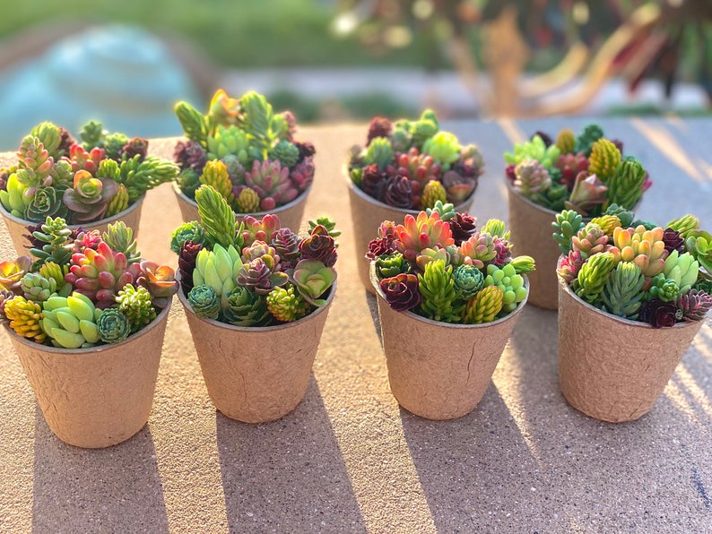10 Pack Sedum Cuttings