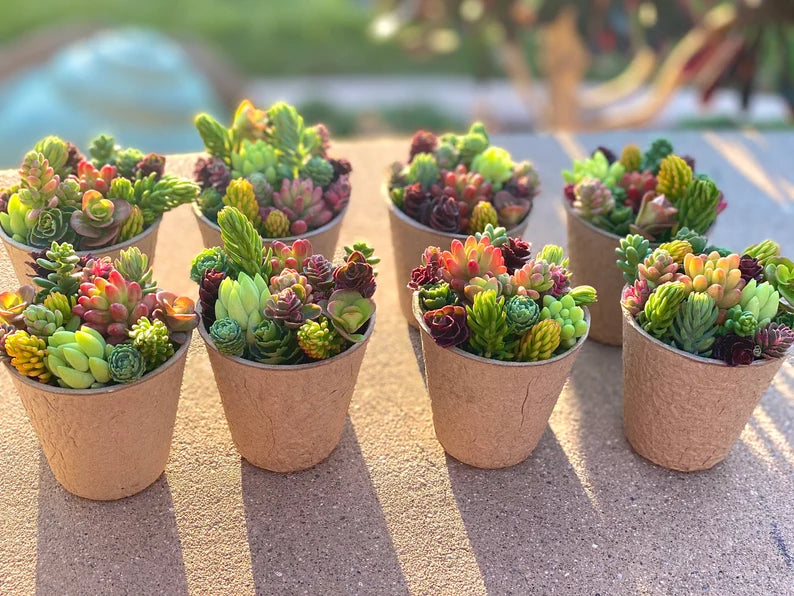 10 Pack Sedum Cuttings