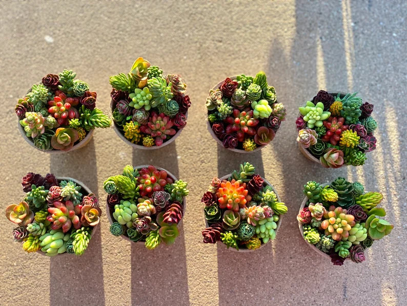 10 Pack Sedum Cuttings
