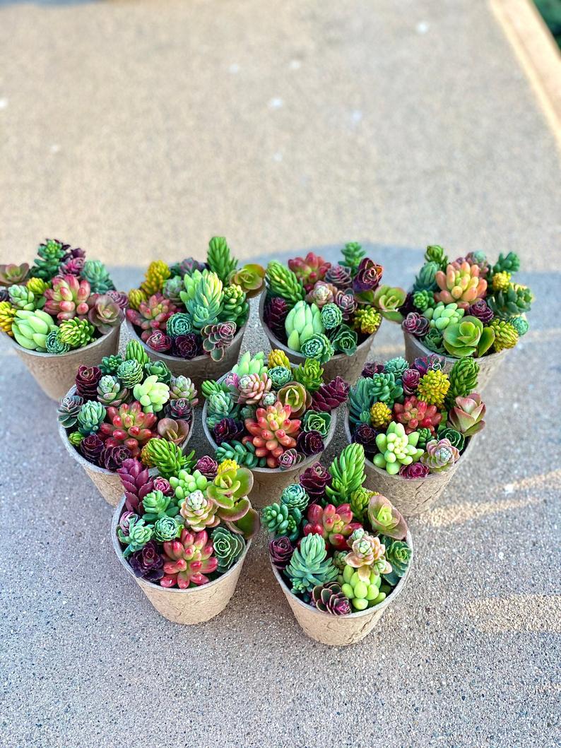 10 Pack Sedum Cuttings